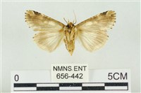 連珠波紋蛾藏品圖，第2張