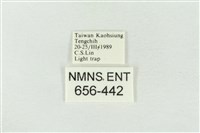 連珠波紋蛾藏品圖，第3張