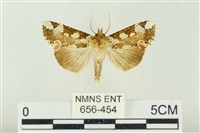 連珠波紋蛾藏品圖，第1張