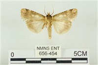 連珠波紋蛾藏品圖，第2張