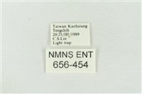 連珠波紋蛾藏品圖，第3張