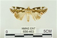 連珠波紋蛾藏品圖，第1張