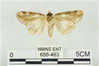 連珠波紋蛾藏品圖，第2張