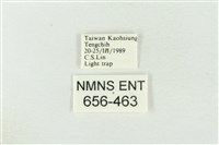 連珠波紋蛾藏品圖，第3張