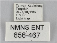 斜紋夜盜蛾藏品圖，第3張