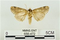 連珠波紋蛾藏品圖，第2張