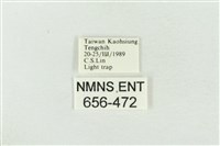 連珠波紋蛾藏品圖，第3張