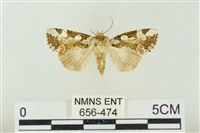 連珠波紋蛾藏品圖，第1張