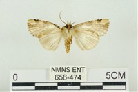 連珠波紋蛾藏品圖，第2張