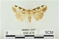 連珠波紋蛾藏品圖，第1張