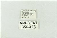 連珠波紋蛾藏品圖，第3張