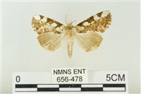 連珠波紋蛾藏品圖，第1張