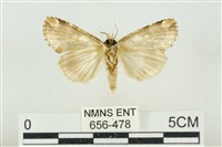 連珠波紋蛾藏品圖，第2張