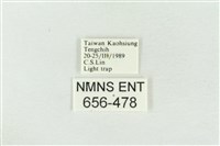 連珠波紋蛾藏品圖，第3張