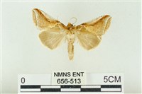 印華波紋蛾藏品圖，第1張