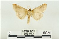 印華波紋蛾藏品圖，第2張