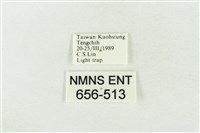 印華波紋蛾藏品圖，第3張