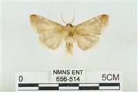 印華波紋蛾藏品圖，第2張