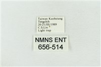 印華波紋蛾藏品圖，第3張