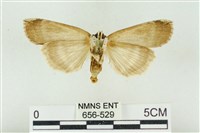 臺洒波紋蛾藏品圖，第2張