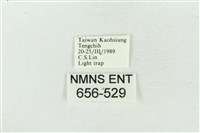 臺洒波紋蛾藏品圖，第3張