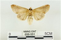 印華波紋蛾藏品圖，第2張