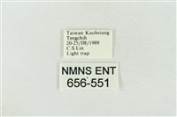 印華波紋蛾藏品圖，第3張