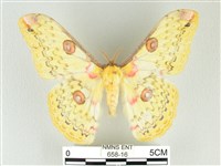 黃豹天蠶蛾藏品圖，第1張