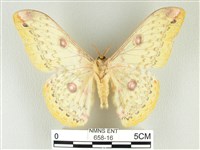 黃豹天蠶蛾藏品圖，第2張