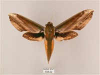 綠背斜紋天蛾藏品圖，第1張