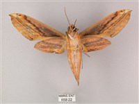 綠背斜紋天蛾藏品圖，第2張