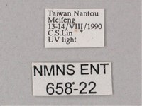 綠背斜紋天蛾藏品圖，第3張