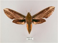 綠背斜紋天蛾藏品圖，第1張