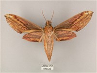 綠背斜紋天蛾藏品圖，第2張