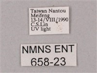 綠背斜紋天蛾藏品圖，第3張