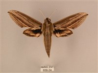 棕綠背線天蛾藏品圖，第1張