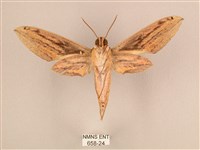 棕綠背線天蛾藏品圖，第2張