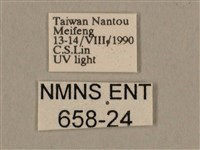 棕綠背線天蛾藏品圖，第3張