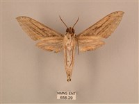 棕綠背線天蛾藏品圖，第2張