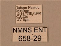 棕綠背線天蛾藏品圖，第3張