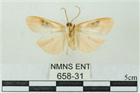 臺雪苔蛾藏品圖，第2張