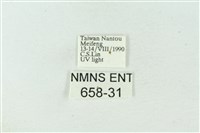 臺雪苔蛾藏品圖，第3張