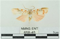 臺雪苔蛾藏品圖，第1張