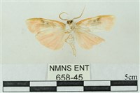 臺雪苔蛾藏品圖，第2張