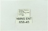 臺雪苔蛾藏品圖，第3張