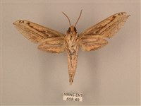 棕綠背線天蛾藏品圖，第2張