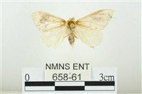 寬紋黃毒蛾藏品圖，第1張