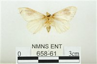 寬紋黃毒蛾藏品圖，第2張