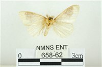 寬紋黃毒蛾藏品圖，第2張