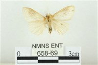 寬紋黃毒蛾藏品圖，第2張